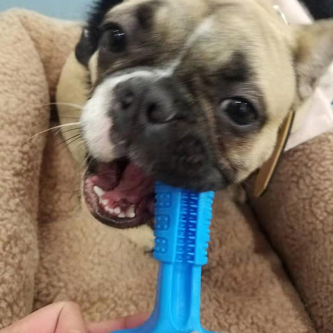 Pets Toothbrush Dog Brushing Stick Dog Toys Brushing Stick Dog Brush Effective Toothbrush For Dogs Pets Oral Care Tooth Sticks - ren mart